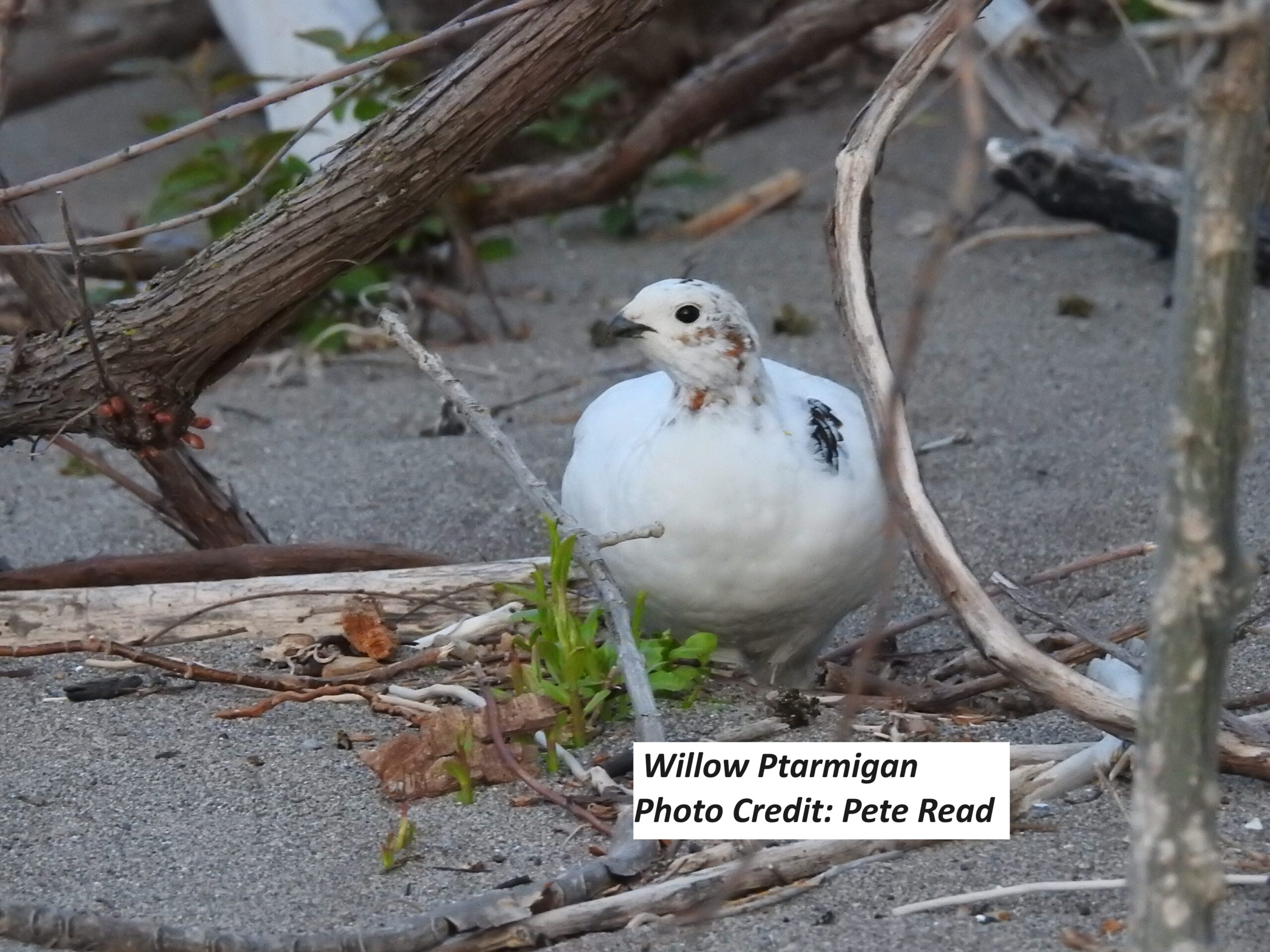 2024 Birding Hike (730 a.m.) May 1 Festival of Birds