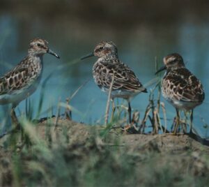 Shorebird Celebration