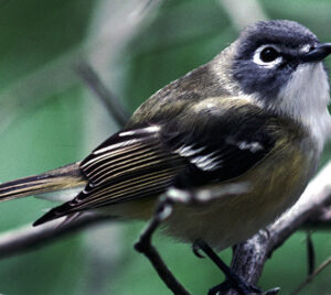 Songbird