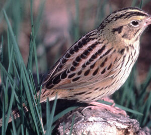 Sparrow