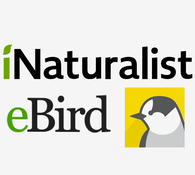 iNaturalist eBird