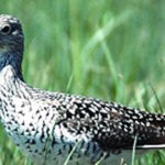 Shorebird
