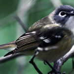 Songbird