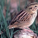 Sparrow