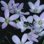 Wildflower Walk