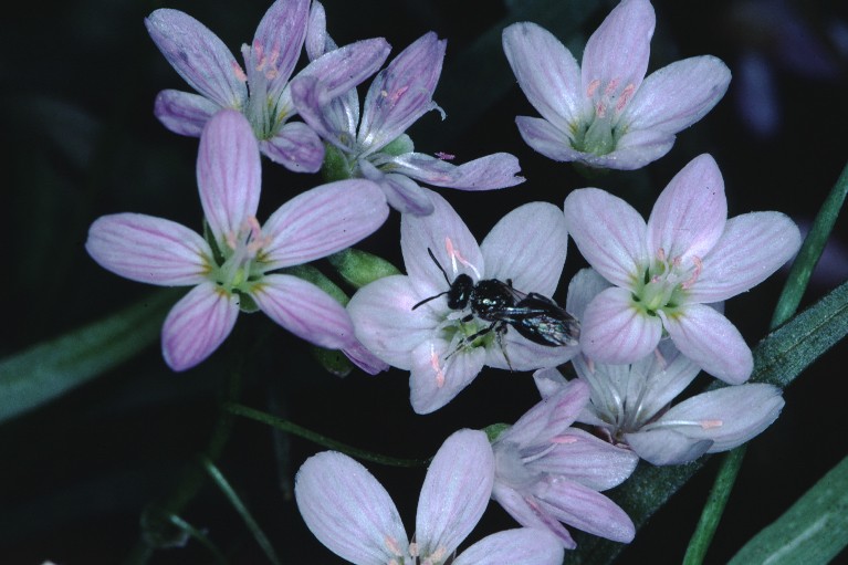 Wildflower Walk